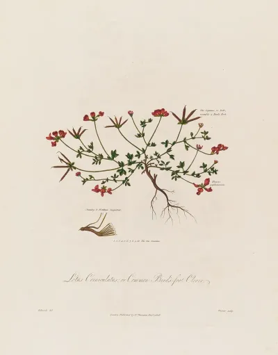 Lotus Corniculatus Or Common Birds Fot Clover