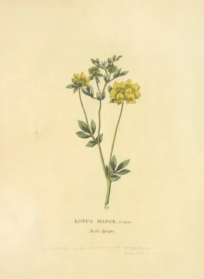 Lotus Major