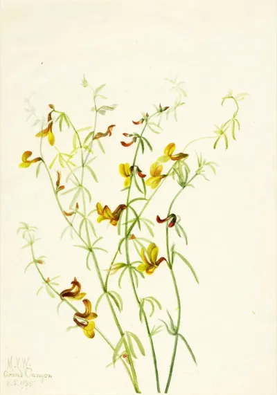 Lotus Puberulus
