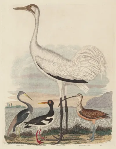 Louisiana Heron Pied Oyster Catcher Hooping Crane And Long Billed Curlew