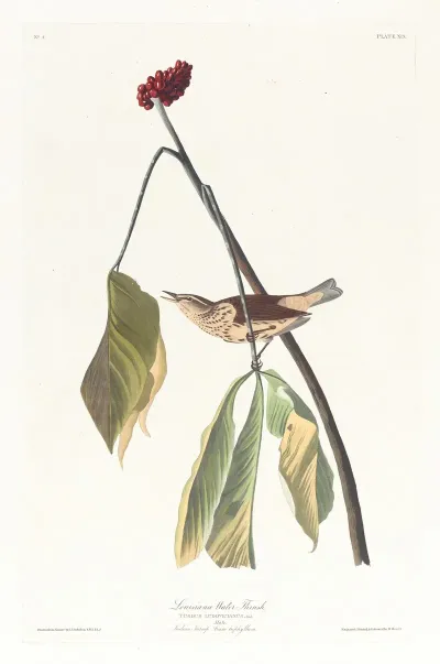 Louisiana Water Thrush