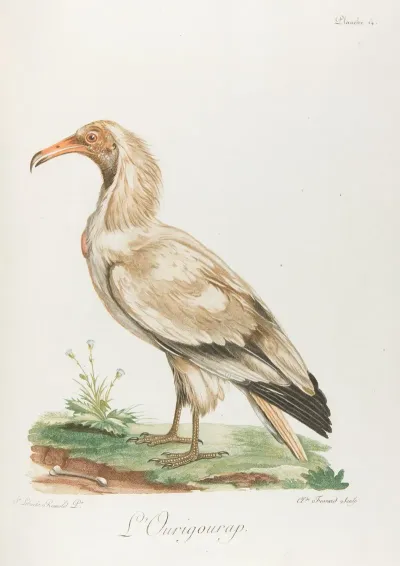 Lourigourap