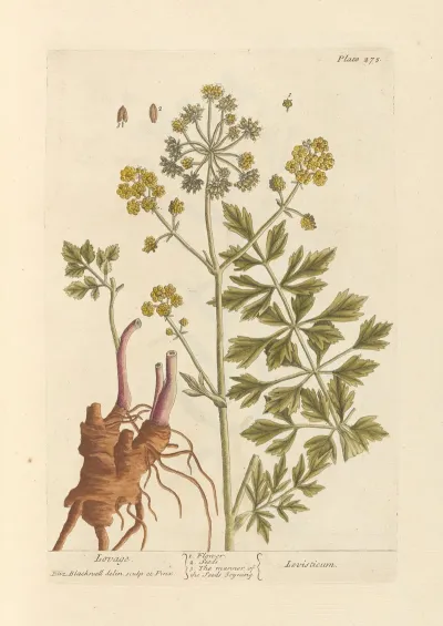 Lovage