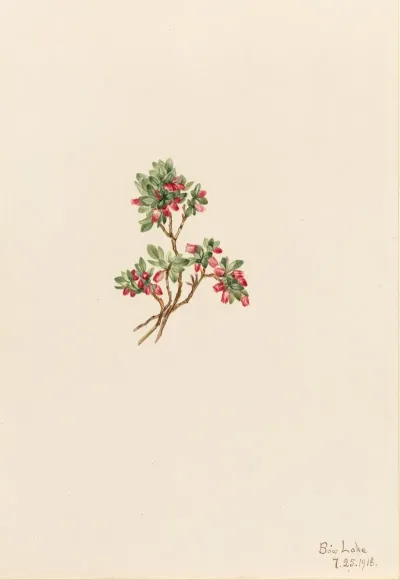 Low Whortleberry Vaccinium Caespitosum 2