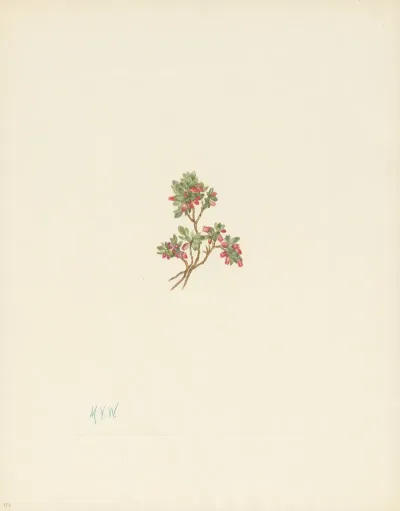 Low Whortleberry Vaccinium Caespitosum 3