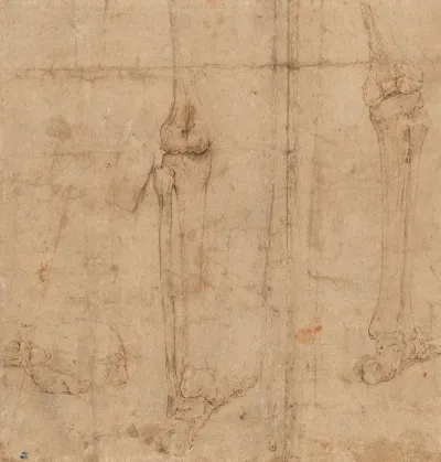 Lower Half Of Skeleton From The Back