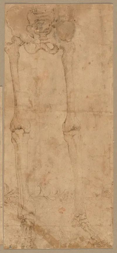 Lower Half Of Skeleton From The Front
