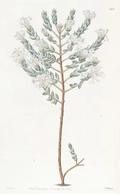 Lowly Pimelea