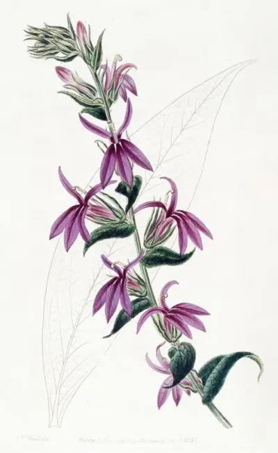 Lows Purple Lobelia