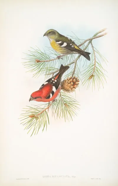 Loxia Bifasciata White Winged Crossbill