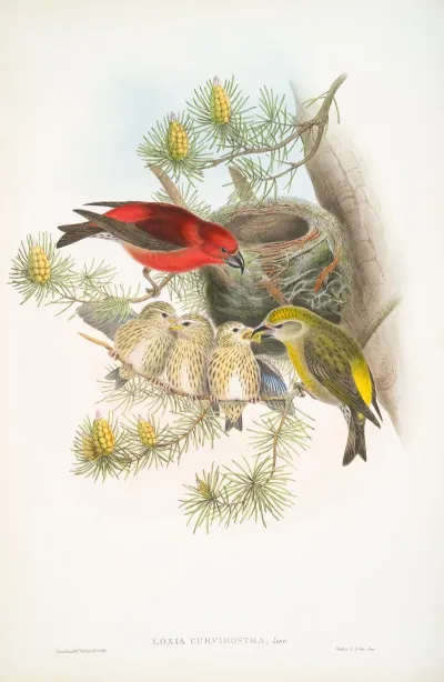 Loxia Curvirostra Common Crossbill