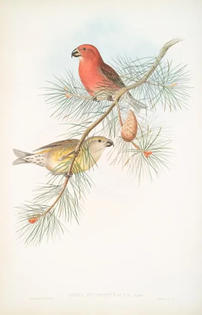 Loxia Pityopsittacus Parrot Crossbill