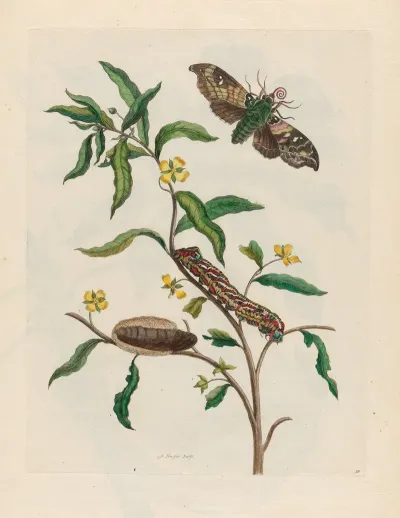 Ludwigia Octovalvis 2