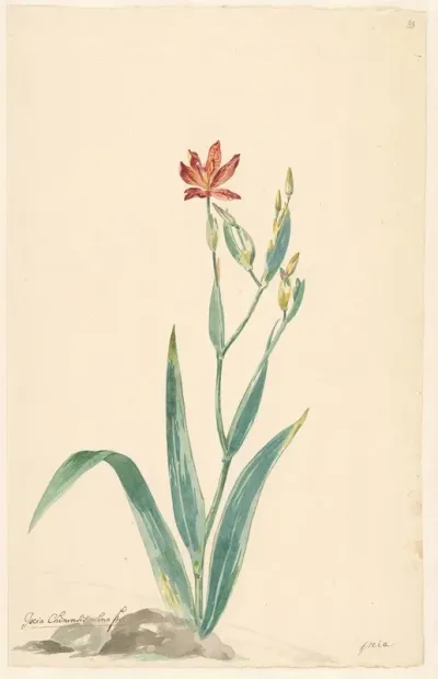 Luipaardbloem In Een Landschap