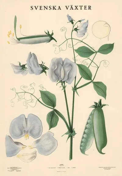 Luktart Lathyrus Odoratus