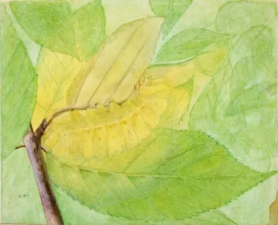 Lunar Caterpillar Study For Book Concealing Coloration In The Animal Kingdom 2