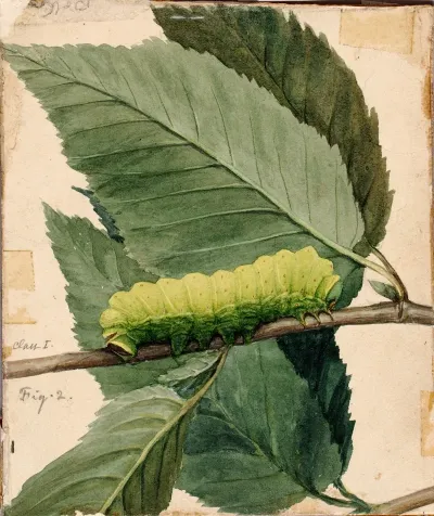 Lunar Caterpillar Study For Book Concealing Coloration In The Animal Kingdom
