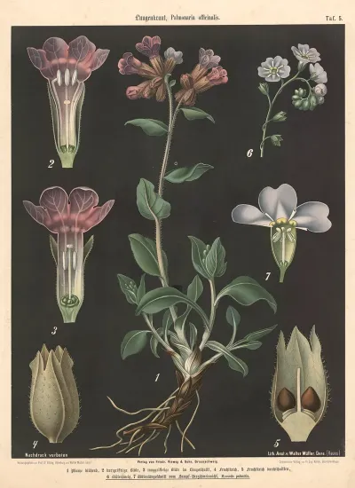 Lungenkraut Pulmonaria Officinalis