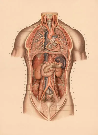 Lungs And Internal Organs