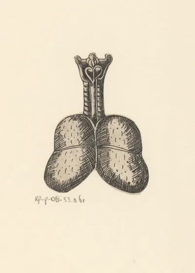 Lungs And Trachea