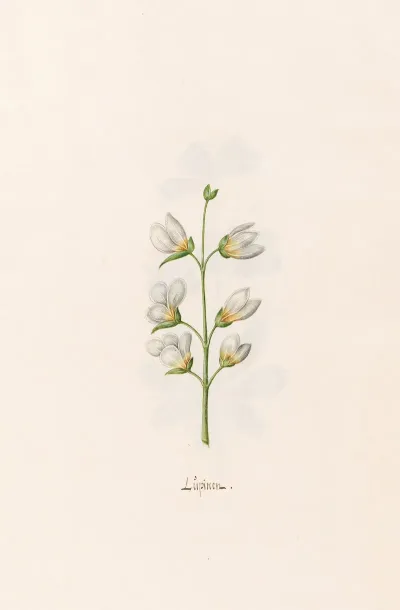 Lupinen 3