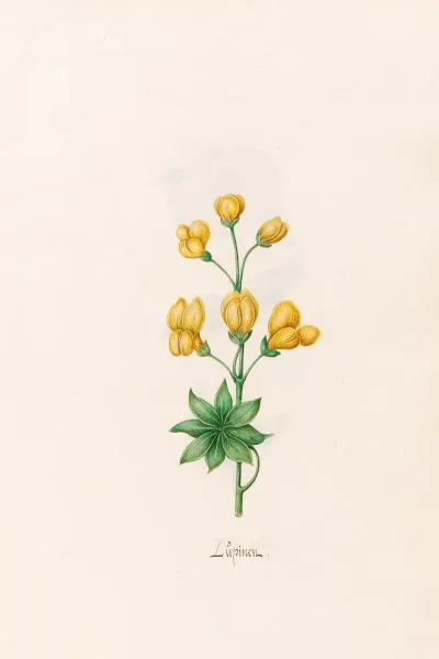 Lupinen