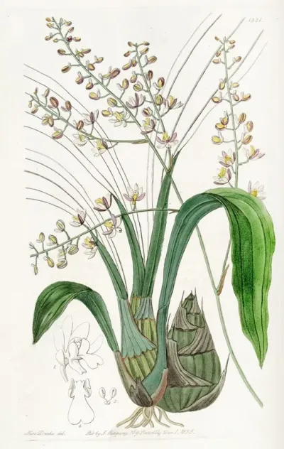 Lurid Eulophia