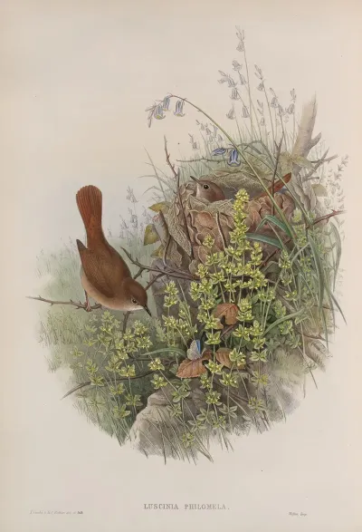 Luscinia Philomela Nightingale