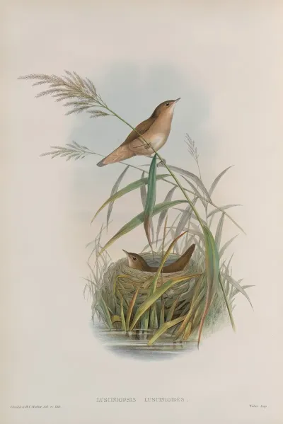 Lusciniopsis Luscinioides Savis Warbler