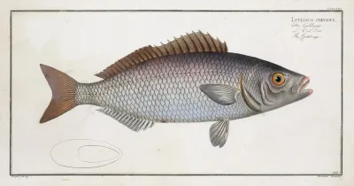 Lutianus Chrysops The Gold Eye