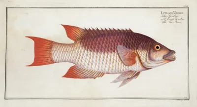 Lutianus Vrres The Sea Boar