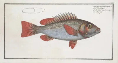 Lutjanus Erythropterus The Red Fin