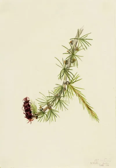 Lyall Larch Larix Lyallii 2