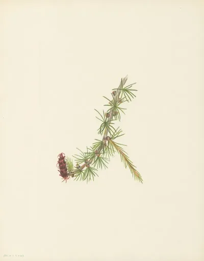 Lyall Larch Larix Lyallii 3
