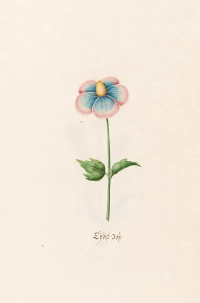 Lybish Rose
