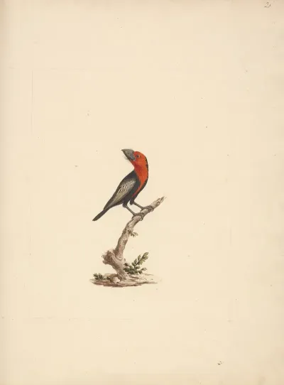 Lybius Guifsobalito Black Billed Barbet