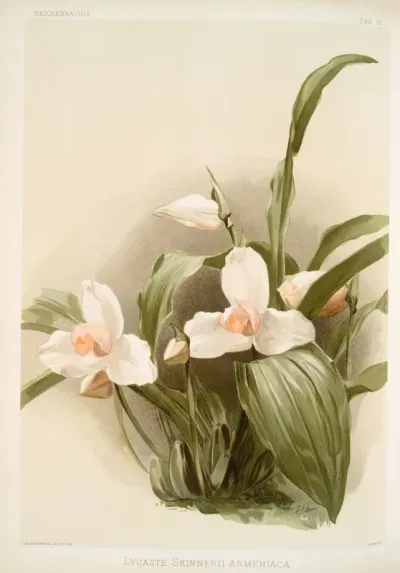 Lycaste Skinnerii Armeniaca
