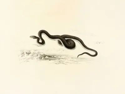 Lycodon Capensis