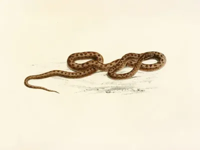 Lycodon Guttatus