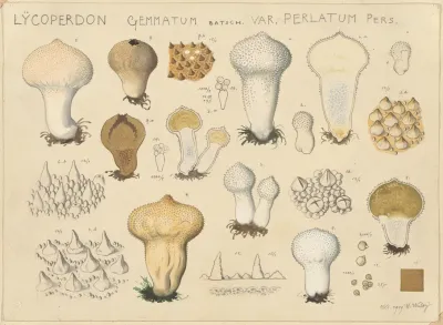 Lycoperdon Gemmatum Batsch Var Perlatum Pers