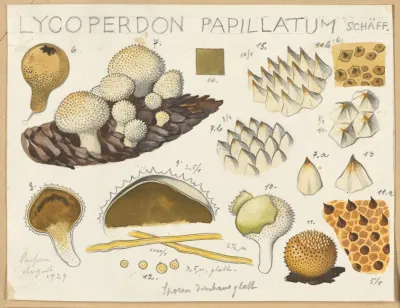 Lycoperdon Papillatum