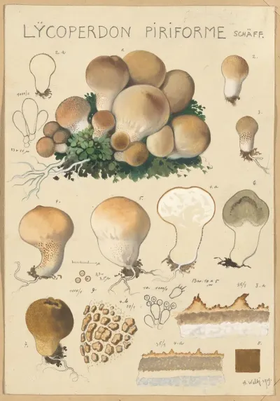 Lycoperdon Piriforme
