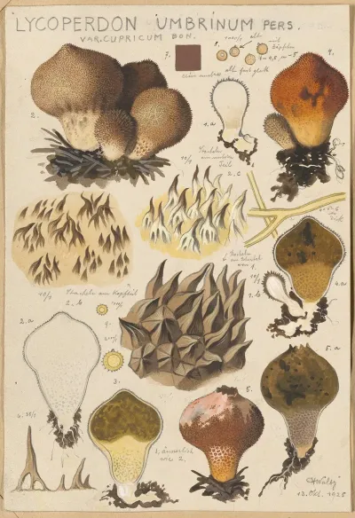 Lycoperdon Umbrinum