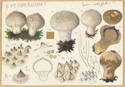 Lycoperdon