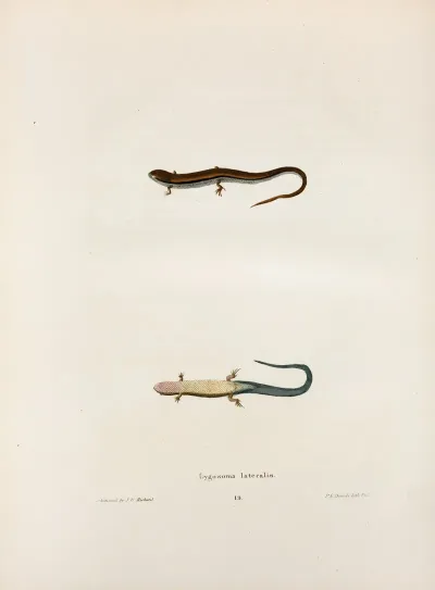 Lygosoma Lateralis
