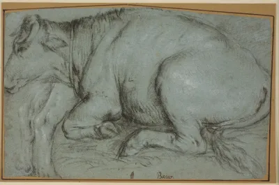 Lying Cow And Study For The Hind Legs Of A Standing Cow