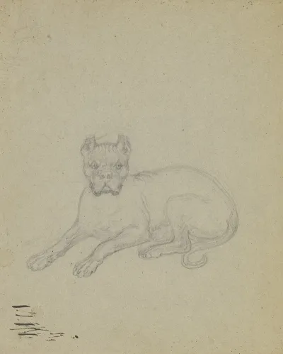 Lying Dog 6