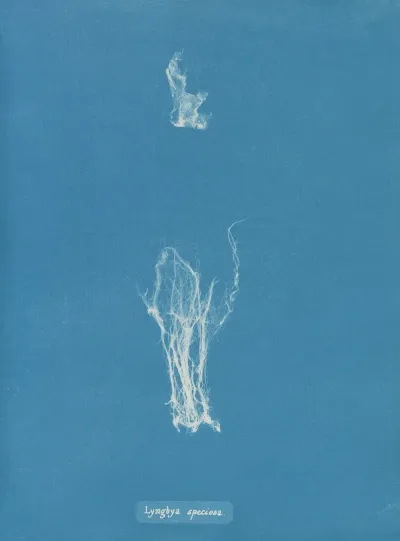 Lyngbya Speciosa
