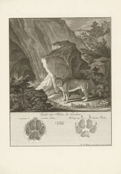 Lynx