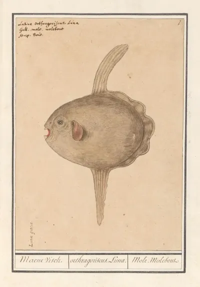 Maanvis Mola Mola Maene Visch Orthragoriscus Luna Mole Molebout